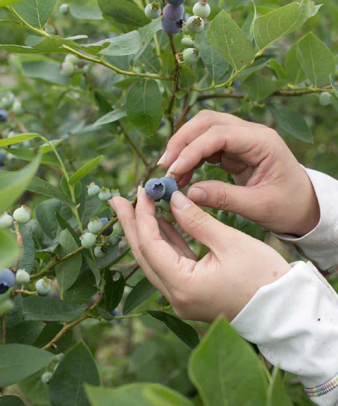 ツキトワ能登塩ぶるべりばぁむ