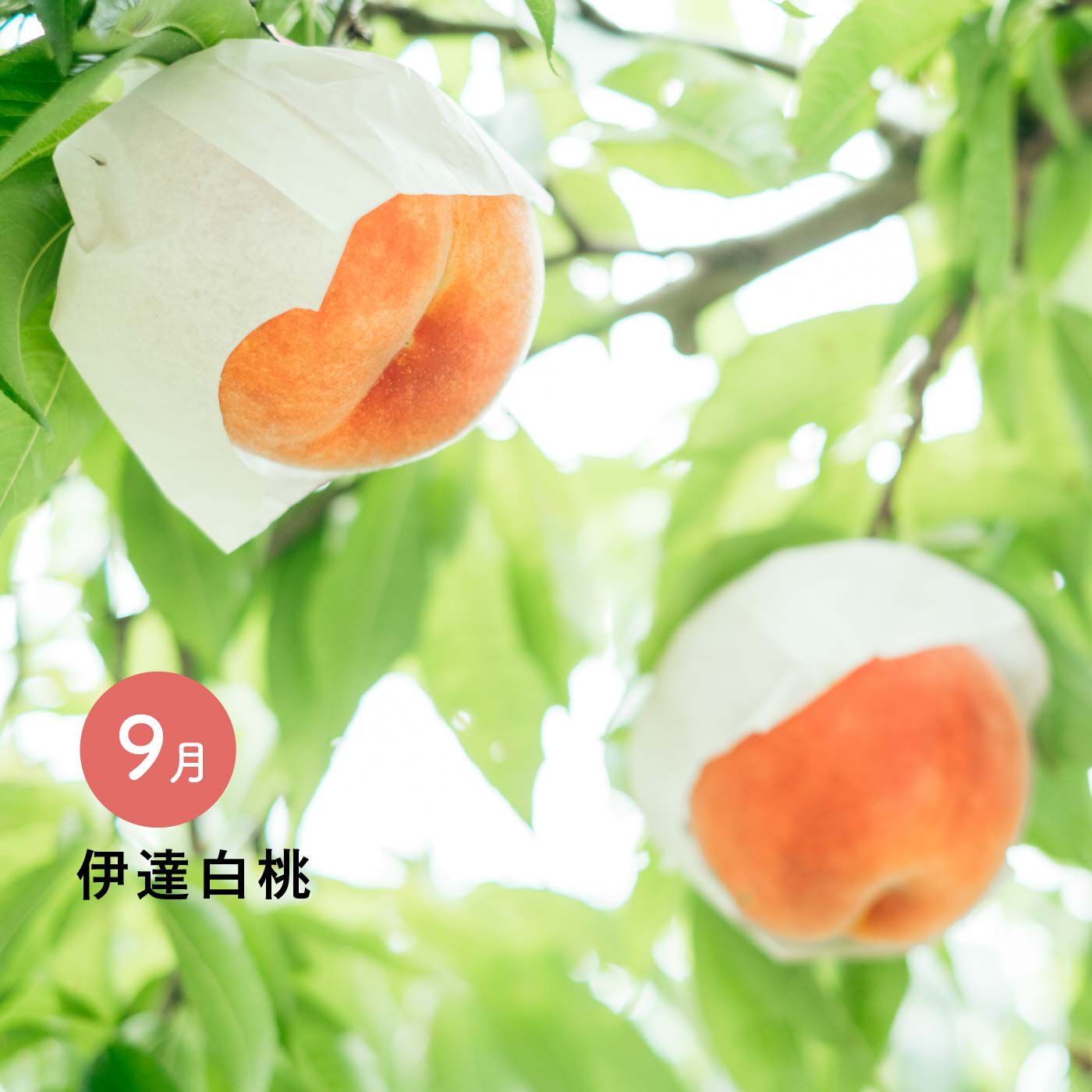 希少品種の桃食べ比べリレー