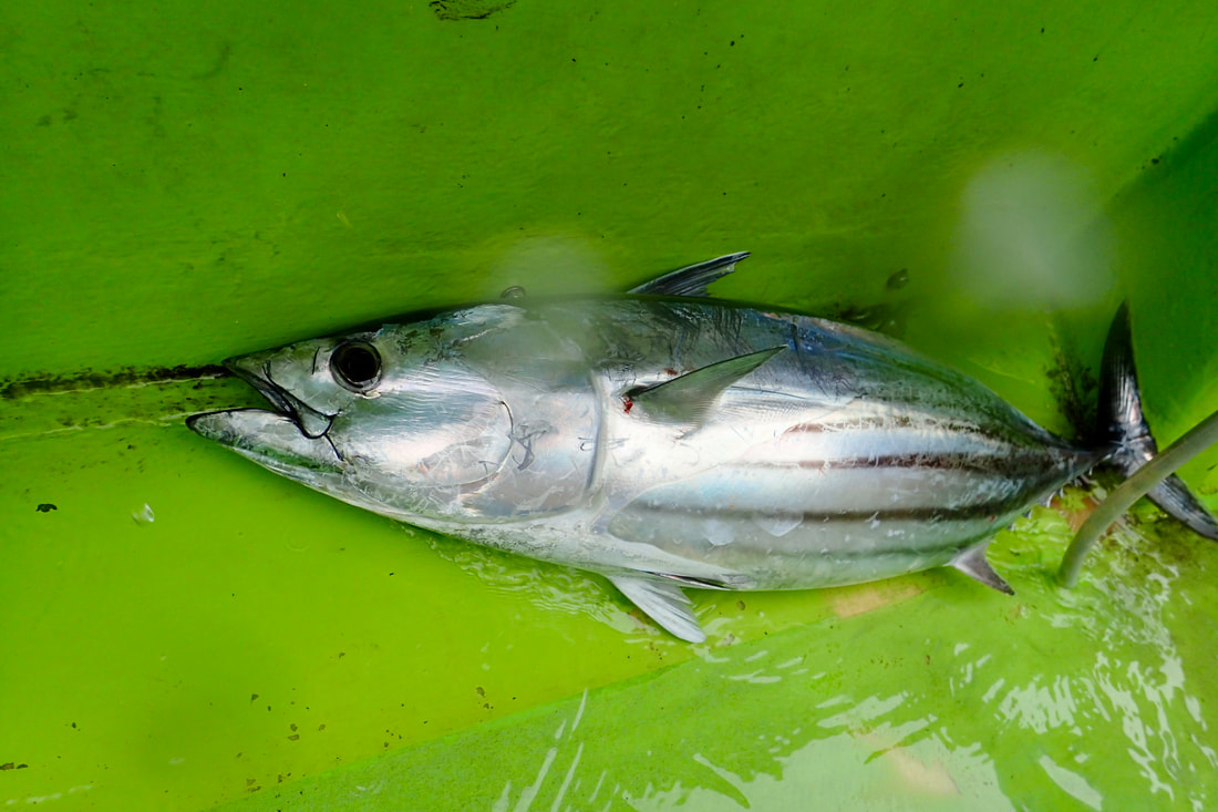 番外編 茅ヶ崎カツオ漁 海とかもめ部