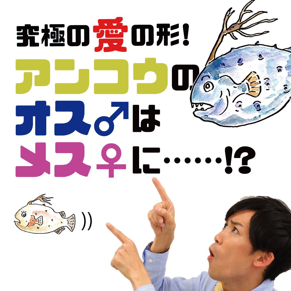 究極の愛の形 アンコウのオスはメスに 海とかもめ部