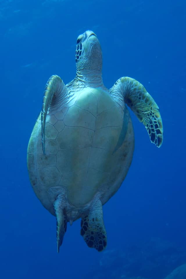 屋久島でカメカメダイビング 海とかもめ部