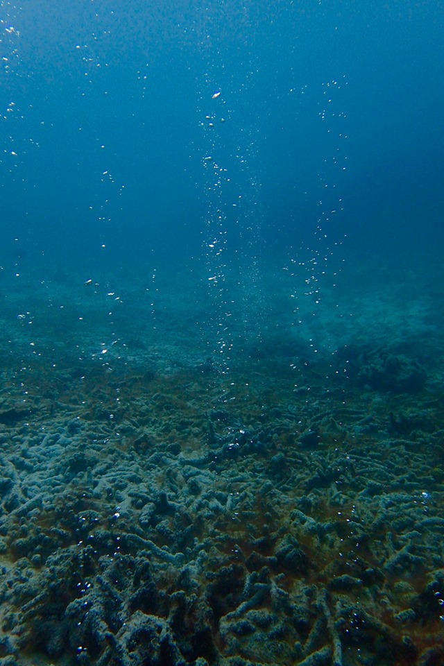 泡あわキラキラ 海とかもめ部