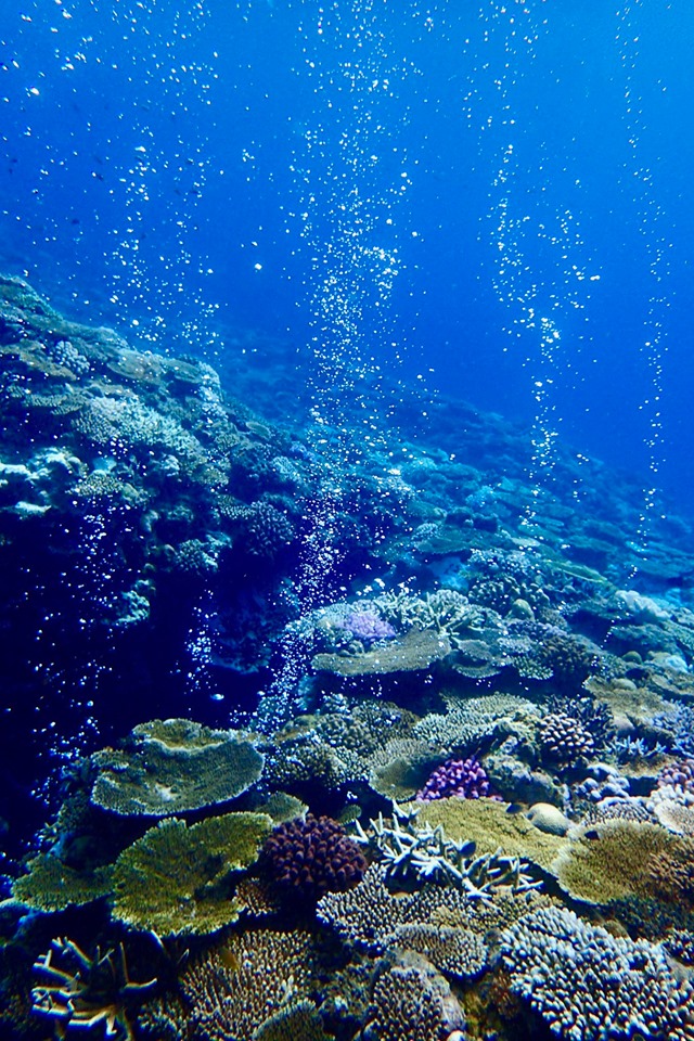 泡あわキラキラ 海とかもめ部