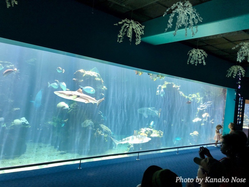 新オフィスのお隣は水族館 海とかもめ部