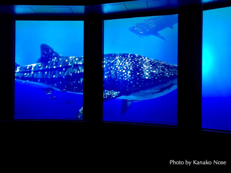 新オフィスのお隣は水族館 海とかもめ部