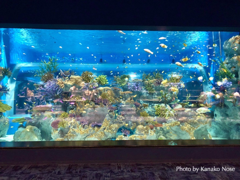 新オフィスのお隣は水族館 海とかもめ部