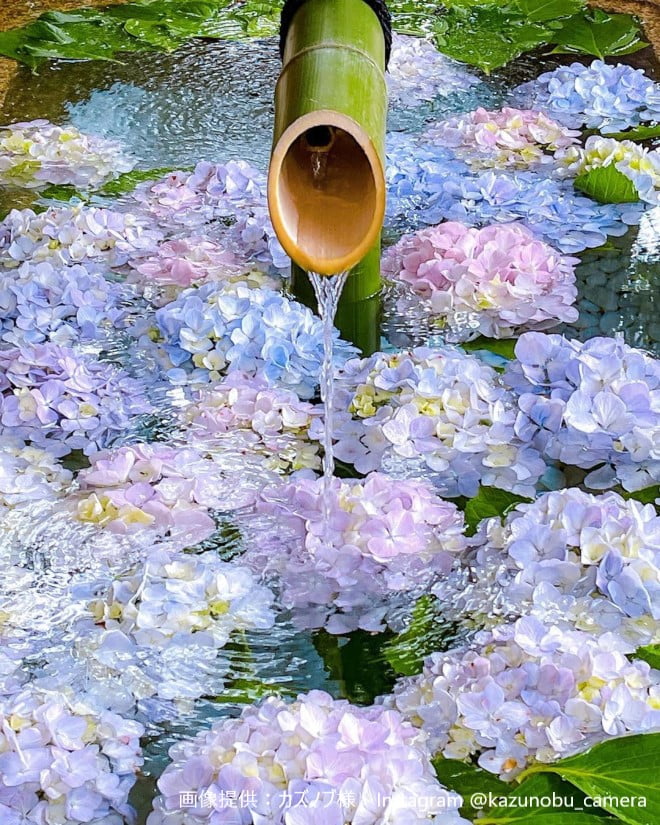 海外並行輸入正規品 フェリシモ 紫陽花の傘 薄紫色 雫チャーム付 花手水 ビニール傘 長傘 雨傘