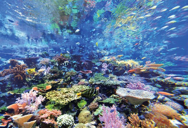 名古屋港水族館コラボ 水槽の透明傘│YOU+MORE！│フェリシモ