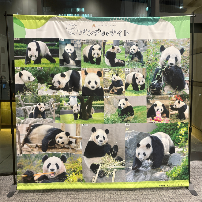 パンダ部】「パンダ de ナイトⅢ」に行ってきました🐼✨│YOU+MORE