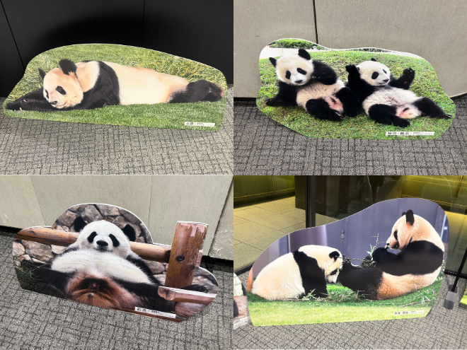 パンダ部】「パンダ de ナイトⅢ」に行ってきました🐼✨│YOU+MORE