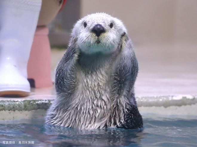 鳥羽水族館フェリシモ　ラッコのメイちゃん・キラちゃん　ふわふわマスコット　旗持ち ラッコのメイちゃん＆キラちゃんを再現！鳥羽水族館監修・おなかをなで