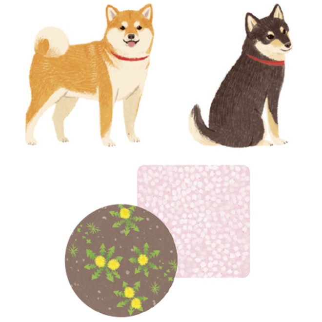 shibainucha_haru.jpg