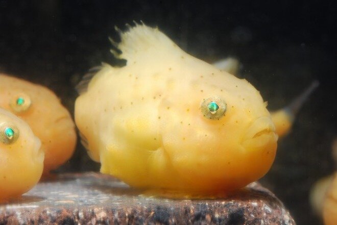 新江ノ島水族館とコラボ!もちムニュ触感 フウセンウオマスコッ