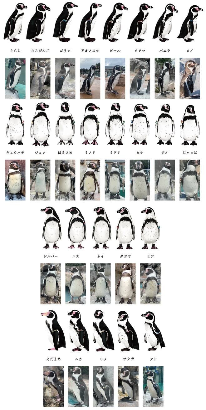 penguincard_5-min.jpg